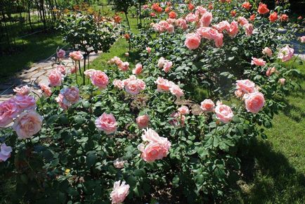 Hybrid Tea Roses, domsadovnika