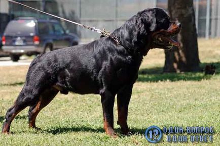 Ce să alimenteze un rottweiler de acasă 3 opțiuni pentru hrănirea Rottweilers acasă