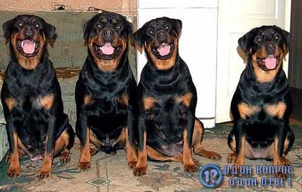 Ce să alimenteze un rottweiler de acasă 3 opțiuni pentru hrănirea Rottweilers acasă