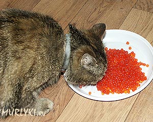 Cum să hrănești o pisică