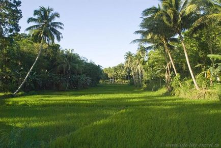 Ce să faci și ce să vezi pe insulele filipineze, pe plaja bohol și panglao de pe plaja Alona - viață ca