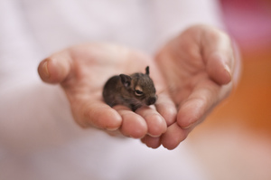 Descrierea proteinei chinezești degu a animalului, trăsături de întreținere și îngrijire la domiciliu