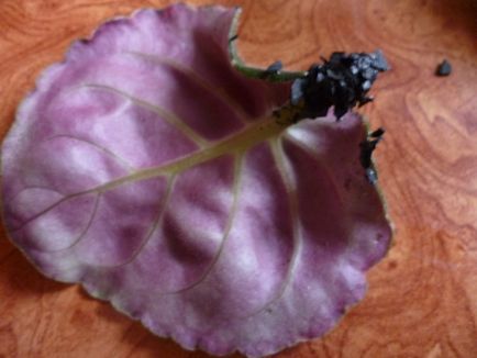 Ce să faceți dacă o frunză de violet nu dă rădăcini
