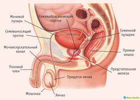 Ce vă împiedică să utilizați - movalis - cu prostatită