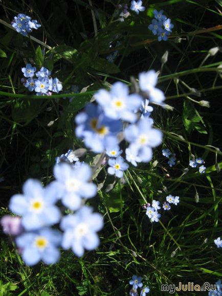 Квіти півночі щоденник групи - фото-полювання групи - жіноча соціальна мережа