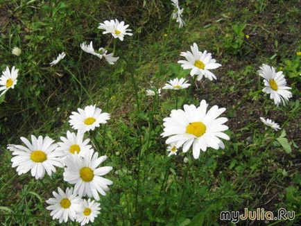 Квіти півночі щоденник групи - фото-полювання групи - жіноча соціальна мережа