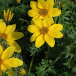 Квітка бруннера крупнолистная посадка і догляд бруннера сибірська та інші види фото сортів