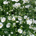Квітка бруннера крупнолистная посадка і догляд бруннера сибірська та інші види фото сортів
