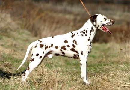 Далматин (dalmatians) - опис породи собаки, фото, догляд за долматинців, цуценята, розплідники