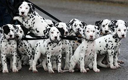 Далматин (dalmatians) - опис породи собаки, фото, догляд за долматинців, цуценята, розплідники