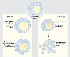 Розподіл прокаріотів клітин