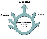 Розподіл прокаріотів клітин