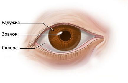 Ochiul demodectic (oftalmodemodecoză) - portal medical eurolab