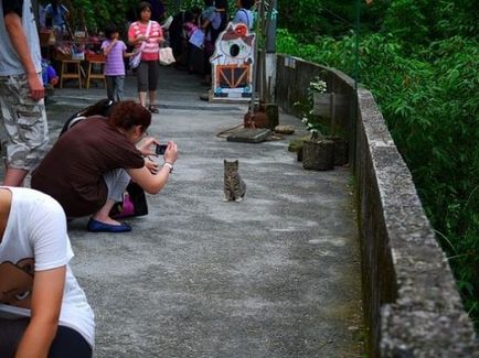 Село кішок - на Тайвані, найцікавіше в світі