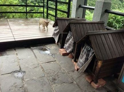 Satul de pisici - în Taiwan, cel mai interesant din lume