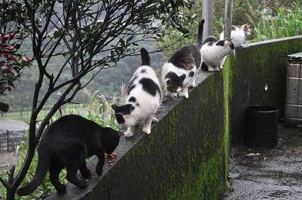 Satul de pisici - în Taiwan, cel mai interesant din lume