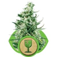 Десятка кращих автоцветущіх рослин марихуани - rqs blog