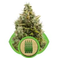 Tíz legjobb auto-virágos marihuána növények - RQS blog