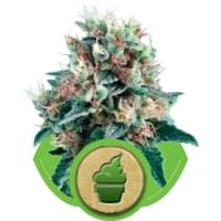 Десятка кращих автоцветущіх рослин марихуани - rqs blog