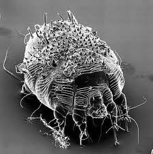 Diagnosticul și tratamentul acarienilor de scabie