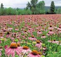 Diétás ételek - Echinacea purpurea résen egészségre