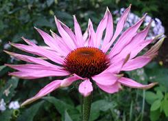 Diétás ételek - Echinacea purpurea résen egészségre