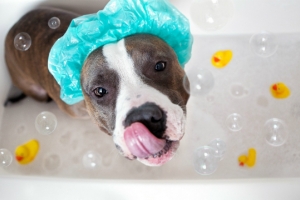 Animale domestice Șampon pentru câini