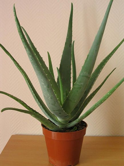 Homemade Aloe