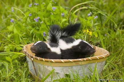 Home skunk - întreținere și îngrijire