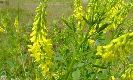 Melilotus officinalis (sárga burkun) hasznos tulajdonságokkal és ellenjavallatok, alkalmazás receptek