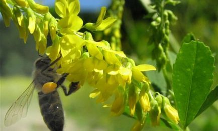 Melilotus officinalis (sárga burkun) hasznos tulajdonságokkal és ellenjavallatok, alkalmazás receptek