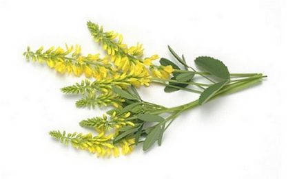 Melilotus officinalis (sárga burkun) hasznos tulajdonságokkal és ellenjavallatok, alkalmazás receptek