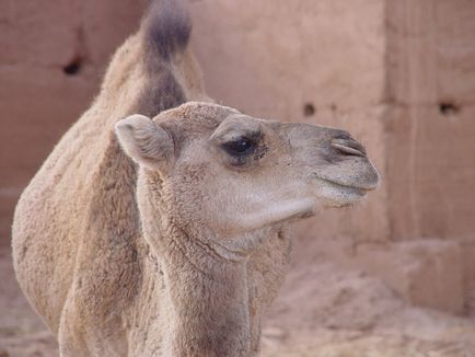 Atracții din Eilat unde merită să vizitați turistul