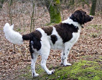 Drent fotografie de câine partridge, câine de cocoș negru, înălțime generală înălțime a părului