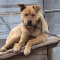 Дресирування собак-буксировщиков лижників (бл), догляд за кішками і догляд за собаками