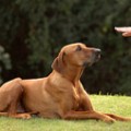 Дресирування собак-буксировщиков лижників (бл), догляд за кішками і догляд за собаками