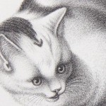 Джексон Гелаксі - історія перекладача з котячого - кототека - найцікавіше про світ кішок