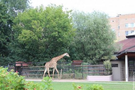 Mergem la grădina zoologică din Moscova, clubul călătorilor Lukas Tour