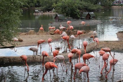 Mergem la grădina zoologică din Moscova, clubul călătorilor Lukas Tour