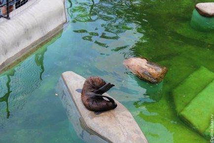 Ходим на пътници клуб обиколка Москва Zoo, Лукас