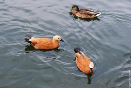 Ходим на пътници клуб обиколка Москва Zoo, Лукас