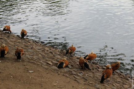 Mergem la grădina zoologică din Moscova, clubul călătorilor Lukas Tour