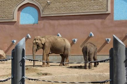 Mergem la grădina zoologică din Moscova, clubul călătorilor Lukas Tour