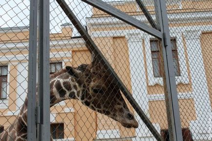 Ходим на пътници клуб обиколка Москва Zoo, Лукас