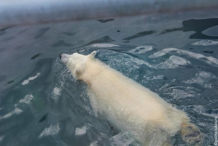 Mergem la grădina zoologică din Moscova, clubul călătorilor Lukas Tour