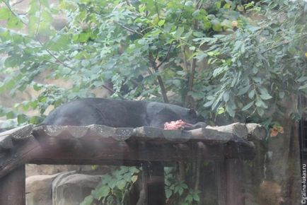 Mergem la grădina zoologică din Moscova, clubul călătorilor Lukas Tour