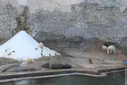 Mergem la grădina zoologică din Moscova, clubul călătorilor Lukas Tour