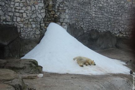 Mergem la grădina zoologică din Moscova, clubul călătorilor Lukas Tour