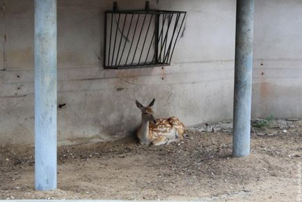 Mergem la grădina zoologică din Moscova, clubul călătorilor Lukas Tour