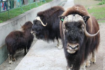 Mergem la grădina zoologică din Moscova, clubul călătorilor Lukas Tour